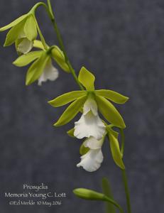 Prosyclia Memoria Young C. Lott