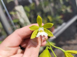 Prosyclia Memoria Young C. Lott