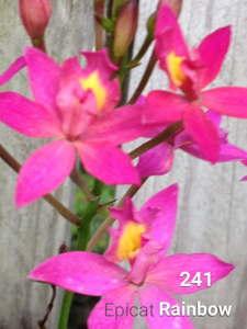 Epidendrum Pauoa Rainbow