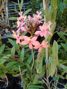 Epidendrum Reginald Leaney