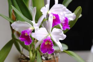 Cattleya Bella