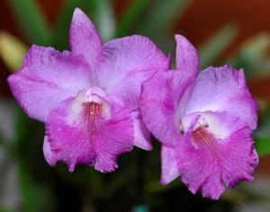 Cattleya Capri