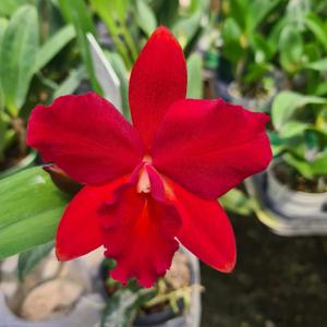 Cattleya Destiny