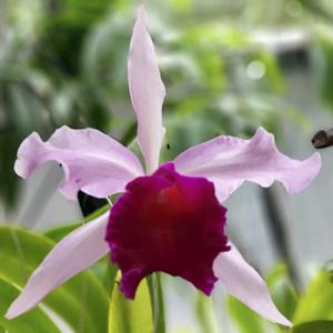 Cattleya Dominiana (1899)