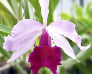 Cattleya Dominiana (1899)