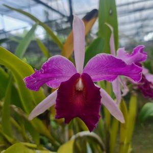 Cattleya Dominiana (1899)