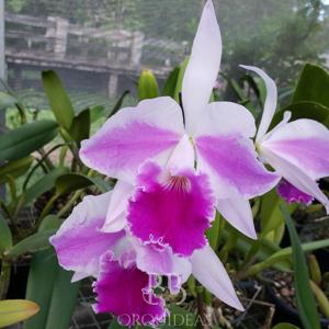 Cattleya Excelsior