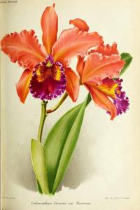 Cattleya Firminii