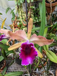 Cattleya Glenarun