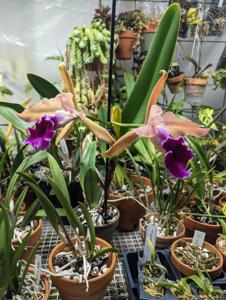 Cattleya Glenarun