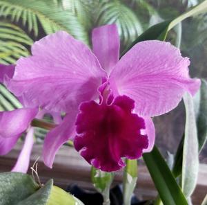 Cattleya Mabel