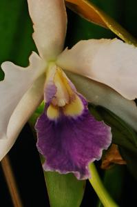 Cattleya Marinette