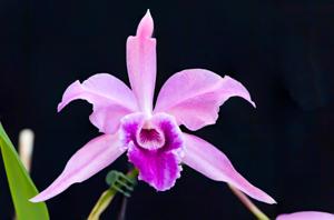 Cattleya Martinetii