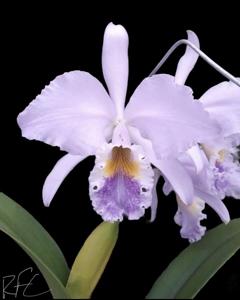 Cattleya Oenone