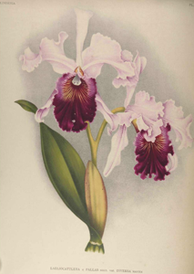 Cattleya Pallas