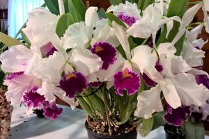 Cattleya Stonehouse