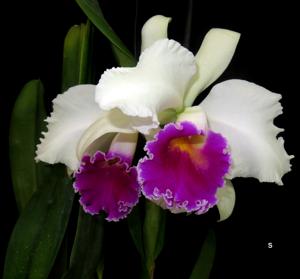 Cattleya Stonehouse