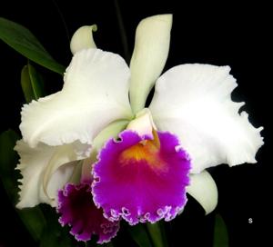 Cattleya Stonehouse