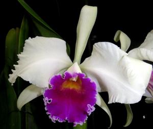 Cattleya Stonehouse