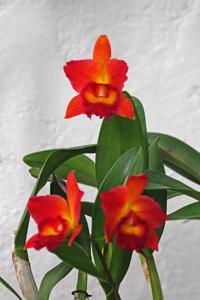 Cattleya Sweet Orange