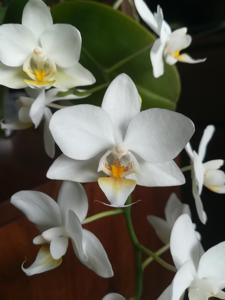 Phalaenopsis White Cloud