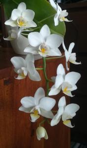 Phalaenopsis White Cloud