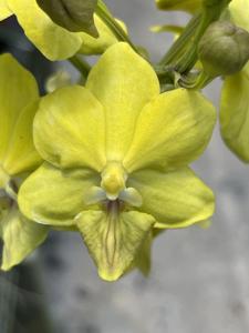 Tapropapilanda Candlelight