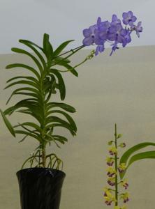 Vanda Celeste