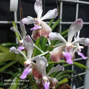 Vanda Dorothy Miller