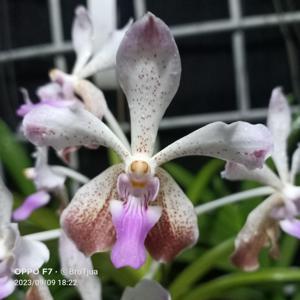 <i>Vanda</i> Dorothy Miller