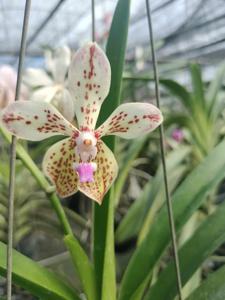 <i>Vanda</i> Dorothy Miller