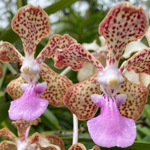 Vanda Joan Warne