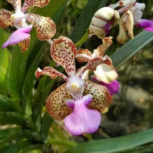 Vanda Joan Warne