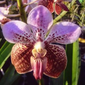 Vanda Kupperi