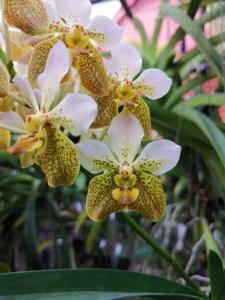 Vanda Kupperi