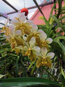 Vanda Kupperi