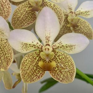 Vanda Kupperi