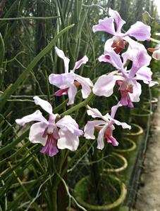 Papilionanda Marguerite Maron