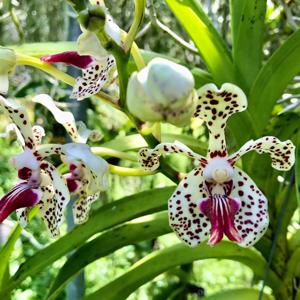Vanda Paki