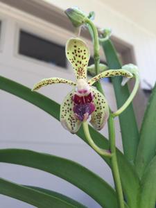 Vanda Paki