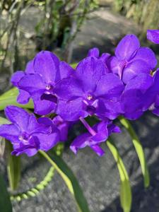 Aeridovanda Blue Spur