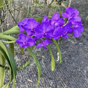 Aeridovanda Blue Spur