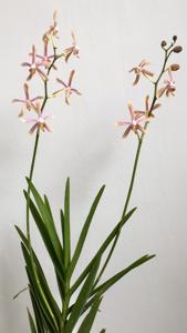 Pararachnis Anna Phung