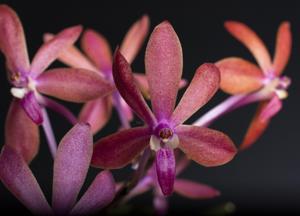 Vanda Cherry Blossom