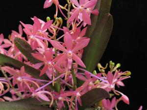 Vanda Cherry Blossom