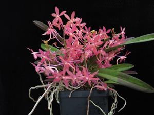 Vanda Cherry Blossom