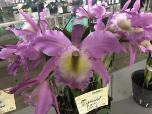 Rhyncholaeliocattleya King Harold