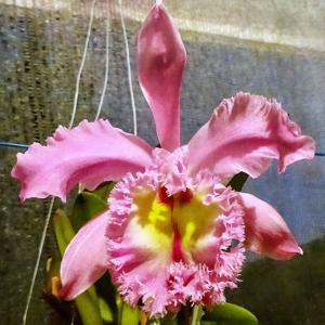 Rhyncholaeliocattleya Madame Charles Maron