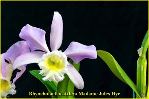 Rhyncholaeliocattleya Madame Jules Hye