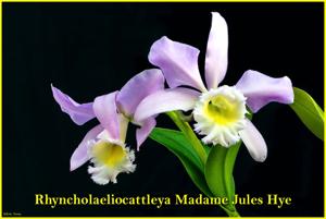 Rhyncholaeliocattleya Madame Jules Hye